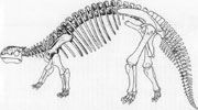 Complete Ankylosaurus Skeleton