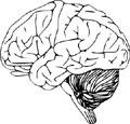 Interesting facts about the human brain