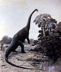 Diplodocus illustration