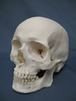 Learn about human cranial and facial bones