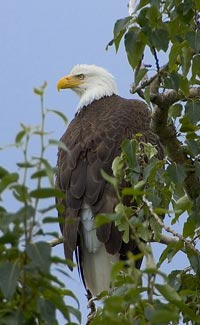 Fun Bald Eagle Facts for Kids - Interesting Information about Bald Eagles