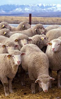 Sheep Kids
