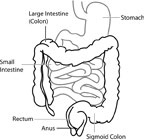 Digestive System Facts for Kids - Stomach, Intestines, Saliva, Esophagus
