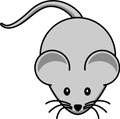 Interesting Information about Mice