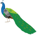 Interesting Information about Peacocks