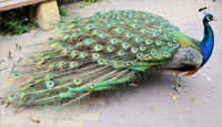 Peacock facts