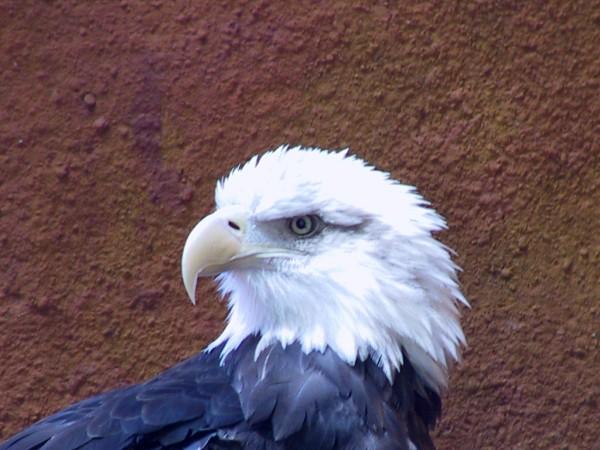 A close up photo of a bald eagle as it turns its head.