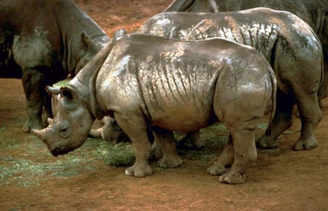 This photo shows a threatened species of rhinoceros known as the black rhinoceros. Despite the name their appearance is actually more grey/white than black. Four black rhinos can be seen enjoying the muddy ground.