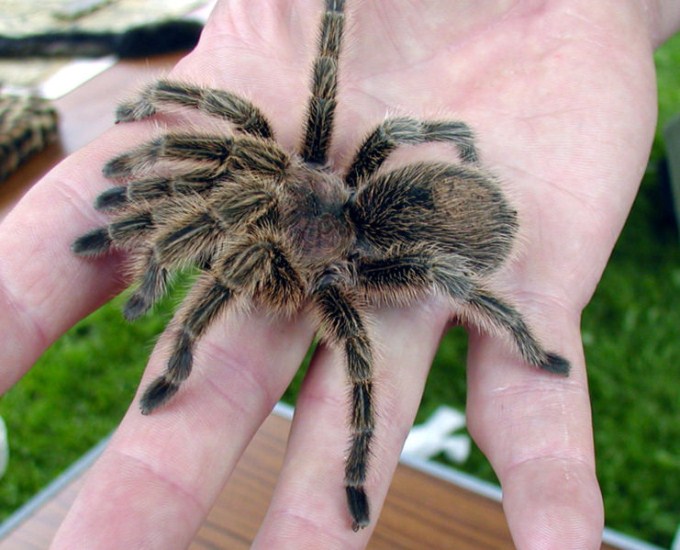 This photo shows a close up view of a Chilean rose tarantula resting on the hand of someone brave. Also known as the the Chilean flame tarantula, it is likely the most common species of tarantula sold in pet stores due to the large numbers found in the wild in Chile.