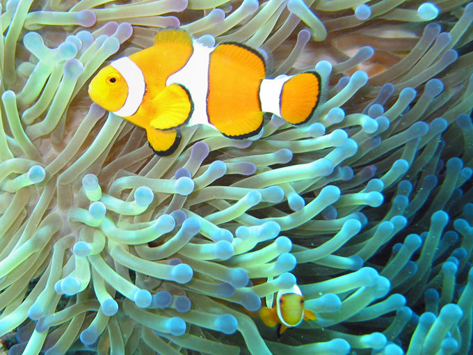 Two clownfish swim happily amongst sea anemone on the Great Barrier Reef off the east coast of Australia. Clownfish have a special relationship with sea anemone which includes protecting each other from predators.