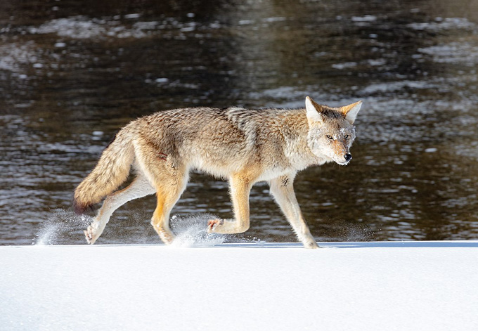 A coyote on the lookout for prey bounds along the snow alongside the Madison River in Yellowstone National Park, USA.