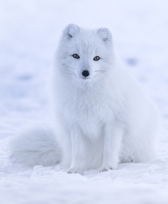 A beautiful arctic fox in the winter snow of Iceland.