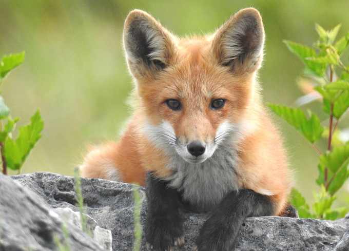 A young eastern American red fox resting casually in the Bruce Peninsula of Ontario, Canada.