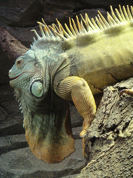 Green Iguana - Pictures, Photos & Images of Animals - Science for Kids