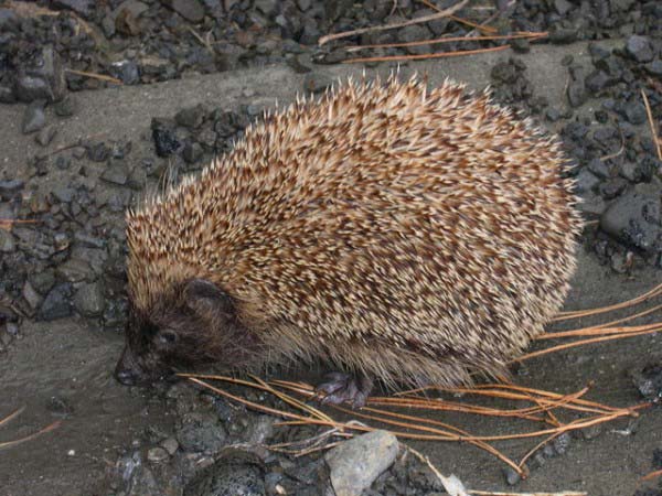 A spiky hedgehog walks slowly over stony ground in a search for food.