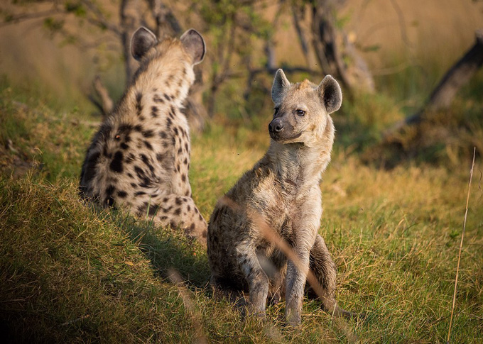 Spotted hyena resting in the wild landscapes of Botswana.