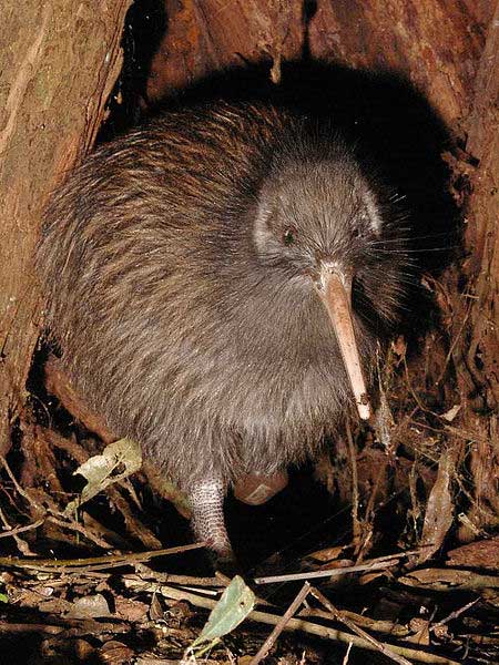 A male brown Kiwi is seen carefully walking over leaves and twigs on the ground in an area located in the North Island of New Zealand. The kiwi is a flightless bird and a national symbol of New Zealand. They lay eggs that are bigger than any other animal species in the world relative to the size of their body.