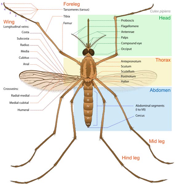 This mosquito anatomy diagram labels the different parts of the mosquito, a common insect found around the world. The labeled parts include the abdomen, thorax, head, wings, legs, proboscis, antennae, and more.