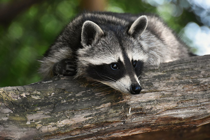 A curious raccoon peeking over a log.