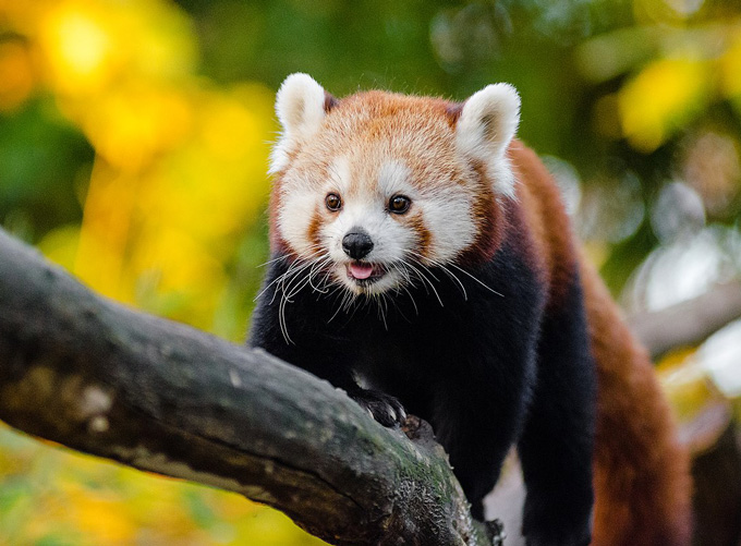 A cute red panda walks carefully along a tree branch.