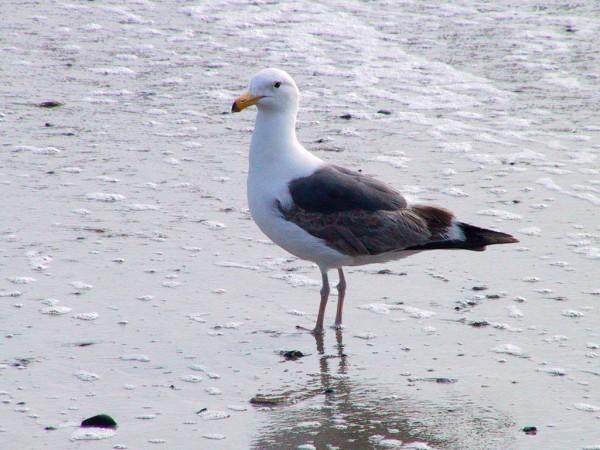 A standard looking seagull stands on the soft, wet mud at a beach.