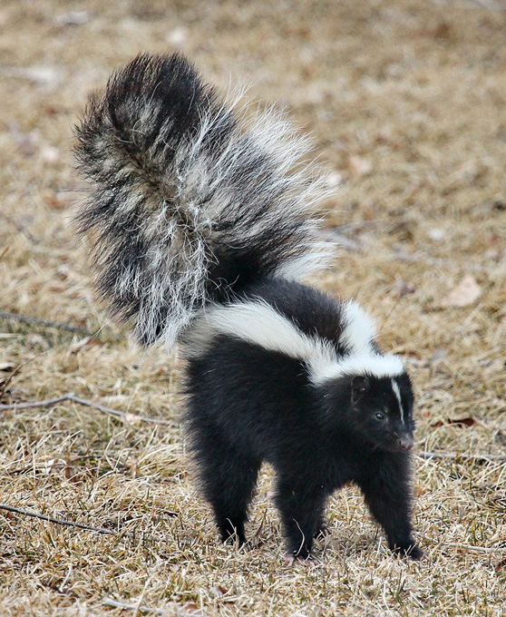 A striped skunk in a defensive position about to spray.