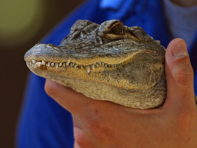 A close up photo of a small alligator being held by a person. This young reptile will grow into a large alligator with a fearsome bite.