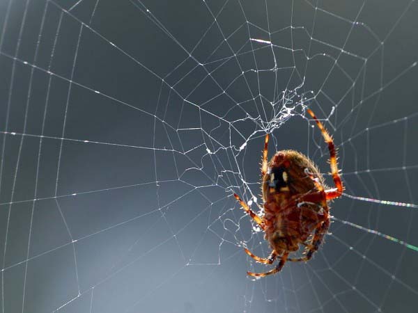 A close up photo of a spider as it weaves an intricate web which it hopes to catch small insects in.