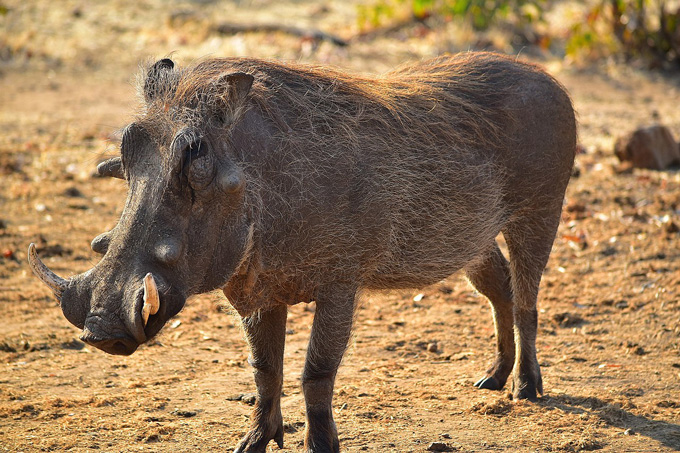A common warthog standing in the wild savanna of Africa.