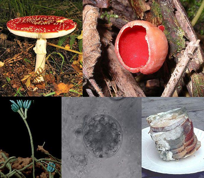 A collage featuring five images of different types of fungi including one that shows some very old and unappetizing bread.