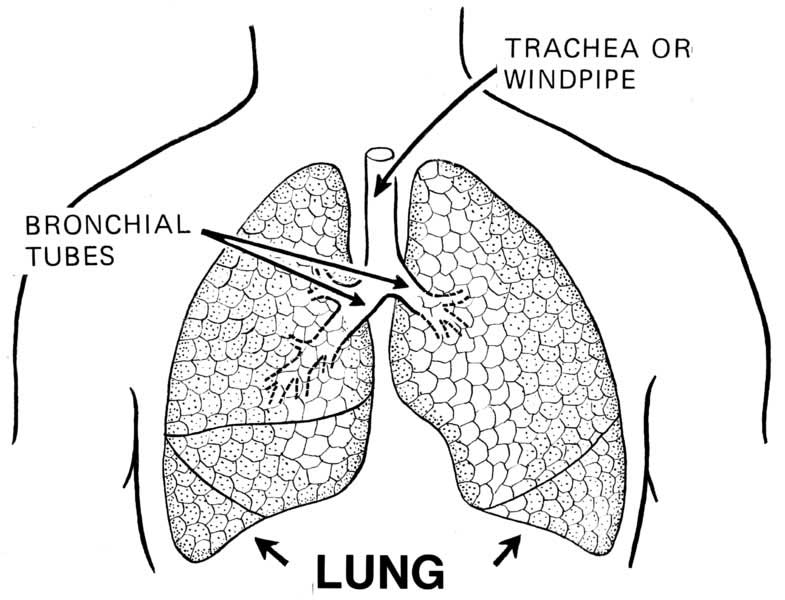 lungs outline