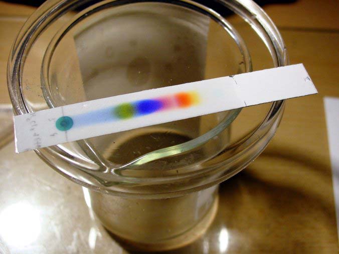 This photo shows a completed chromatography chemistry experiment. The colors have clearly separated from each other along the piece of paper. The original black ink was separated using an ethanol and water mixture solvent.