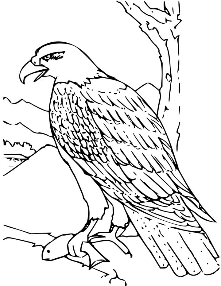 This coloring page for kids features a bald eagle just moments after it caught a fish.