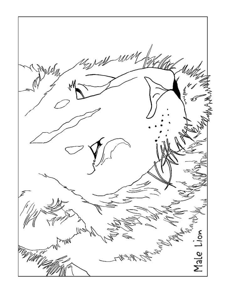 This coloring page for kids features a large male lion with an impressive mane. Color in the picture and help make the lion look bright and colorful.