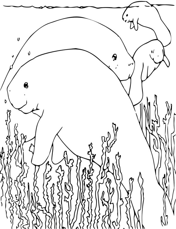 This coloring page for kids features a group of manatees. Manatees are large animals that live in the water and usually eat plants. They are sometimes known as sea cows.