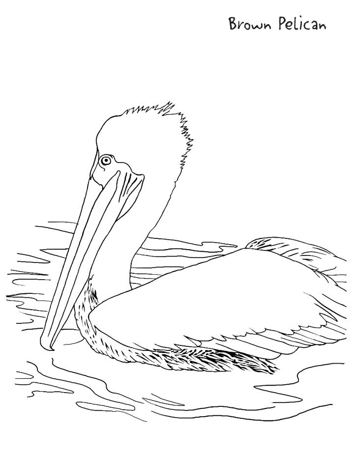 This coloring page for kids features a brown pelican sitting in the water.