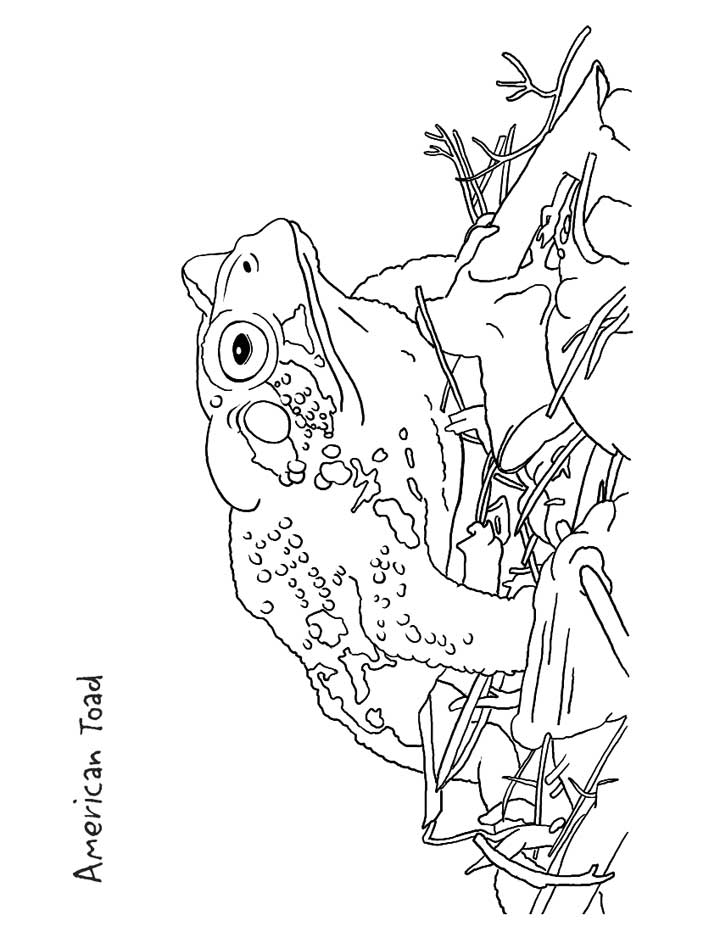 This coloring page for kids features an American Toad, add color to improve the picture.