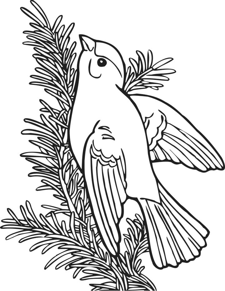 This coloring page for kids features a willow gold finch sitting on the branch of a tree.