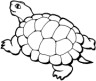 turtle coloring page for kids