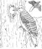 woodpecker coloring page for kids