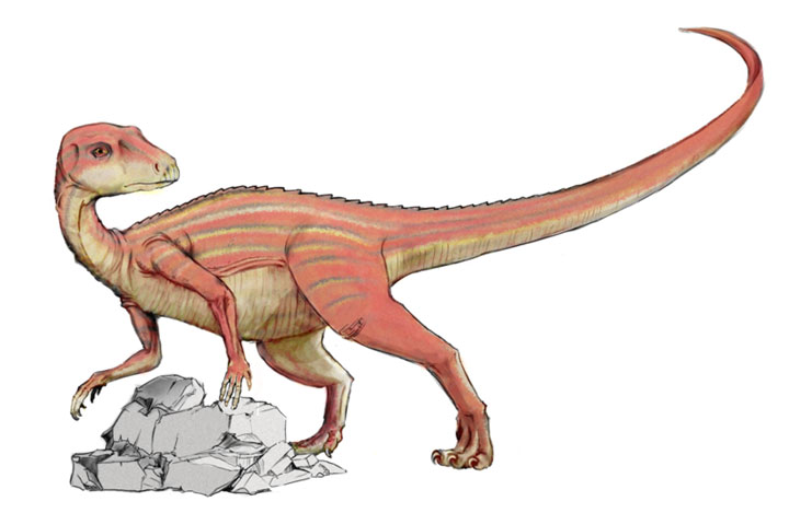 This drawing shows the possible appearance of Abrictosaurus, a dinosaur from the early Jurassic Period (around 200 million years ago) that weighed around 45 kg (100 lb) and reached around 1.2 m (4 ft) in length. The fossil remains of only two Abrictosaurus specimens have ever been found, making it difficult for researchers to make many conclusions about this dinosaur.