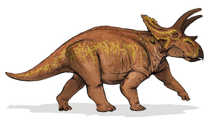 This drawing shows the possible appearance of Anchiceratops, a dinosaur from the late Cretaceous Period (around 70 million years ago). Anchiceratops was a herbivore (plant eater) that walked on four legs and featured three horns on its face (much like other Ceratopsids). Named in 1914, Anchiceratops reached up to 6 metres (20 feet) in length and lived in what is now western North America.