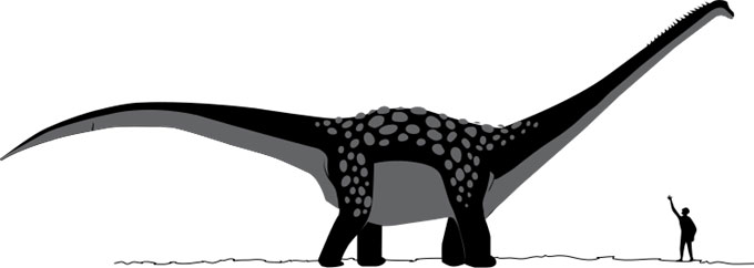 This picture shows a rough comparison of the size difference between an Antarctosaurus and a human. Antarctosaurus (meaning 'southern lizard') lived in South America in the late Cretaceous Period. Although a complete skeleton is yet to be found, scientists believe that this huge dinosaur could have reached over 18 metres (60 feet) in length.