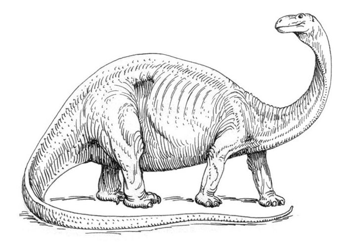 A simple line drawing of an Apatosaurus (also known as Brontosaurus), a large dinosaur that lived in the Jurassic Period, around 150 million years ago.