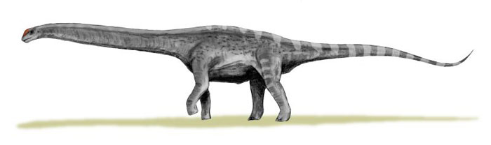 This drawing shows the possible appearance of Argentinosaurus, a dinosaur from the mid Cretaceous Period (around 95 million years ago). The Argentinosaurus was a Sauropod that lived in South America, its remains were first discovered by a man named Guillermo Heredia in Argentina. Although fossil remains of this dinosaur are rare, it is believed by scientists to have been one of the longest and heaviest of all dinosaurs.