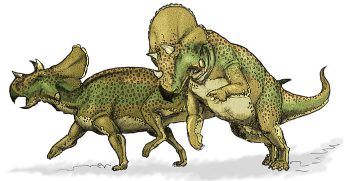 This drawing shows the possible appearance of Avaceratops, a dinosaur from the late Cretaceous Period. The first fossil remains of Avaceratops were found in 1981 in Montana, USA. Like other Ceratopsian dinosaurs, Avaceratops was a herbivore (plant eater).