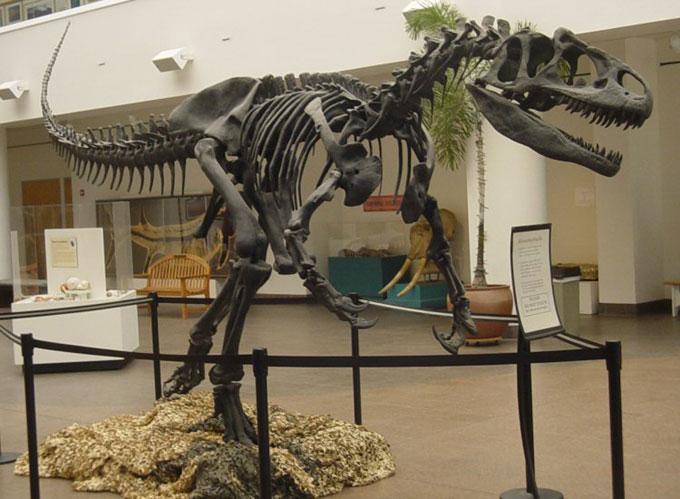 This picture shows a complete Allosaurus skeleton mounted in the San Diego Natural History Museum. Allosaurus lived in the late Jurassic Period (around 150 million years ago) and was one of the first dinosaurs known to researchers.