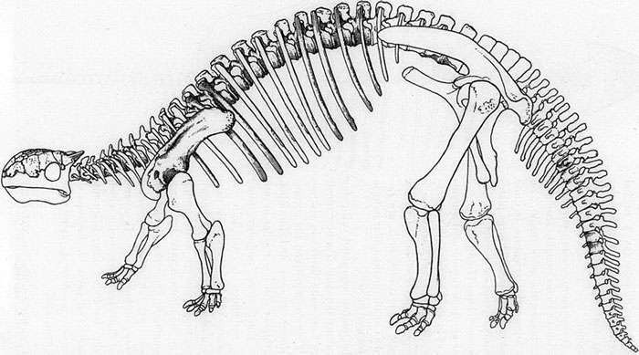 This picture shows the restoration of an Ankylosaurus skeleton from side on. Ankylosaurus was a bulky dinosaur that lived at the end of the Cretaceous Period (around 66 million years ago).