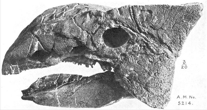 This picture gives a close up view of an Ankylosaurus skull. Ankylosaurus was a strongly armored ornithischian dinosaur that lived in North America. This specific specimen was found in the Edmonton formation of Alberta, Canada.