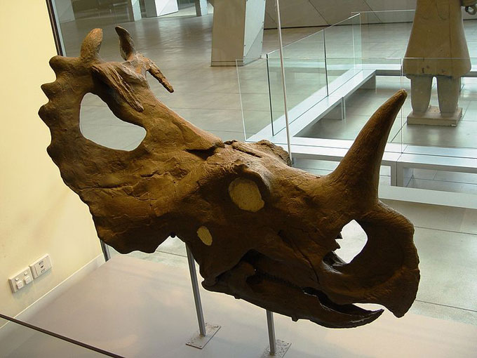 This picture shows the skull of a dinosaur called Centrosaurus. Centrosaurus was a bulky dinosaur from the late Cretaceous Period (around 76 million years ago). Photo taken in Victoria Museum, Melbourne, Australia.